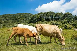 东契奇：欧文很棒 我们需要他任何时候都保持侵略性